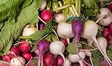 Home Garden - Miscela di varieta di ravanelli - per coltivazioni indoor e balconate - semi foto, nuovo 2024, miglior prezzo EUR 2,96 recensione