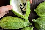 Caigua 10 Semi (pronunciato Kai-wa) Ediblefruit, semi, e Leaves.very cetriolo Rare foto, nuovo 2024, miglior prezzo EUR 10,99 recensione