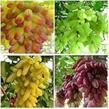 Elwyn 50pcs Finger Grape Fruit Seeds Photo, new 2024, best price $14.99 review