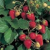 100 ALPINE STRAWBERRY Fragaria Vesca Fruit Berry Seeds Photo, new 2024, best price $3.00 ($0.03 / Count) review