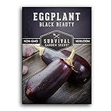 Survival Garden Seeds - Black Beauty Eggplant Seed for Planting - Packet with Instructions to Plant and Grow Bell-Shaped Dark Purple Eggplant in Your Home Vegetable Garden - Non-GMO Heirloom Variety Photo, new 2024, best price $4.99 review