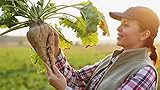 Sugar Beets Seed - 250+ Seeds - Made in USA, Ships from Iowa. Photo, new 2024, best price $7.98 review