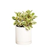 Greendigs Peperomia Plant in White Ceramic Fluted 5-Inch Pot - Pet-Friendly Houseplant, Pre-potted with Premium Soil Photo, new 2024, best price $34.73 review