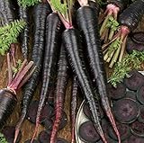 Black Nebula Carrot Seeds- 100+ by Ohio Heirloom Seeds Photo, new 2024, best price $4.29 review