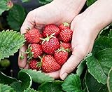 Monats-Erdbeere Rügen min. 250 Samen (0,5g) - 100% Natursamen - ganzes Jahr ernten Foto, neu 2024, bester Preis 2,99 € Rezension