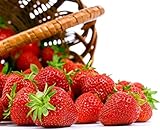 Seascape Everbearing Strawberry 10 Bare Root Plants - BEST FLAVOR Photo, new 2024, best price $18.37 review