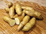 MITRAEE 100 Banana Fingerling Potato Vegetable Seeds Photo, new 2024, best price $9.50 review