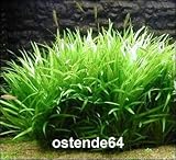 WFW wasserflora Grasartige Zwergschwertpflanze/Echinodorus latifolius im Topf Foto, neu 2024, bester Preis 5,55 € Rezension