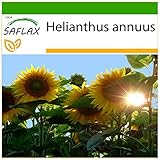 SAFLAX - Girasol Titan - 20 semillas - Con sustrato estéril para cultivo - Helianthus annuus Foto, nuevo 2024, mejor precio 4,45 € revisión