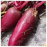 Everwilde Farms - 1/4 Lb Cylindra Beet Seeds - Gold Vault Photo, new 2024, best price $7.96 review