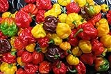 25 seeds SCOTCH BONNET PEPPER SEEDS-(Caribbean Mix) - RED,YELLOW,AND CHOCOLATE Photo, new 2024, best price $6.95 ($0.28 / Count) review