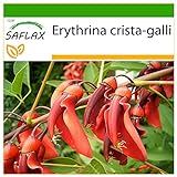 SAFLAX - Árbol del coral - 6 semillas - Con sustrato estéril para cultivo - Erythrina crista galli Foto, nuevo 2024, mejor precio 4,45 € revisión