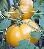 75+ Yellow Brandywine Tomato Seeds- Heirloom Variety- by Ohio Heirloom Seeds Photo, new 2024, best price $4.19 review