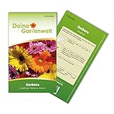 Gerbera Single Mix Samen - Gerbera - Gerberasamen - Blumensamen - Saatgut für 8 Pflanzen Foto, neu 2024, bester Preis 1,99 € (0,25 € / stück) Rezension
