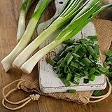 David's Garden Seeds Bunching Onion Tokyo Long 1144 (White) 200 Non-GMO, Heirloom Seeds Photo, new 2024, best price $3.95 review