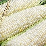 Silver Queen Corn- 50+ Seeds- Ohio Heirloom Seeds Photo, new 2024, best price $4.99 review