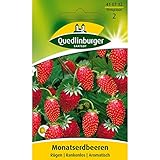 Erdbeeren, Monatserdbeeren Rügen, Fragaria vesca, ca. 100 Samen Foto, neu 2024, bester Preis 2,49 € Rezension