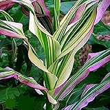 Candy Striped Corn Seeds for Planting (10 Rare Seeds) - Corn with Rainbow Colors Photo, new 2024, best price $7.96 ($0.80 / Count) review