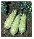 David's Garden Seeds Zucchini Tender Grey 5312 (Green) 50 Non-GMO, Heirloom Seeds Photo, new 2024, best price $3.45 review