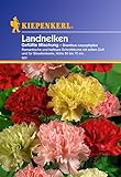 Sperli Blumensamen Landnelken gefüllte Mischung, grün Foto, neu 2024, bester Preis 2,01 € (2,01 € / stück) Rezension