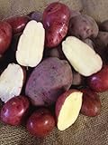 Seed Potato, Red Lasoda, (5 Lbs.), Certified Minnesota Grown Red Lasoda Photo, new 2024, best price $8.95 ($0.11 / Ounce) review