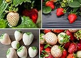 Double The Color Strawberry Duo Packet - 100 Red Straberry Seeds + 100 White Strawberry Seeds to Plant Photo, new 2024, best price $10.92 ($0.11 / Count) review