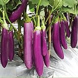 Aamish 40 piezas de semillas de hortalizas de berenjena largas púrpuras japonesas Foto, nuevo 2024, mejor precio 14,99 € revisión