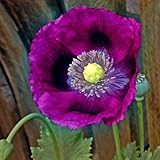 Poppy Seeds - Laurens Grape - Packet, Purple, Flower Seeds, Open Pollinated, Attracts Pollinators, Dry Area Tolerant, Container Garden, Easy to Grow Maintain Photo, new 2024, best price $5.45 ($34.06 / Ounce) review