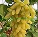 foto Pinkdose bonsai Uva rara 30 pz/pacco Piante da cortile, frutta deliziosa, dito d'oro Uva Decorazione da giardino Fiore bonsai: 14 recensione