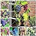 foto Shoopy Star Multi-Colored: 50 pezzi/bag Miniature Grape Vine Organic seeds arcobaleno semi d'uva Pianta succulenta recensione