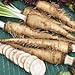 Foto Genipap 20 Semillas de hortalizas de rábano picante ruso Blanco. revisión