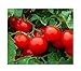 Photo 250 Cherry Tomato Seeds Large | Non-GMO | Fresh Garden Seeds review