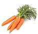Photo 500 Scarlet Nantes Carrot Seeds for Planting - Heirloom Non-GMO USA Grown Vegetable Seeds for Planting by RDR Seeds review