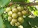 Foto Vitis rotundifolia BRONZE Muscadine Traubenkernen! Rezension