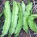 Foto Semillas aladas Bean, 20Pcs / bolso Semillas de frijol alado frío tenaz intolerante con alas natural de frijol semillas de hortalizas para el jardín revisión
