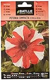 Petunia Compacta Estrella ROJA Foto, nuevo 2024, mejor precio 1,88 € revisión