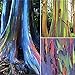 Foto 200 Piezas Semillas De Eucalipto Fuerte Adaptabilidad A La Siembra Fácil De Cuidar Adecuado Para Principiantes Eucalyptus Arcoíris Especies Raras Siembra En Interiores Durante Todo El Año revisión