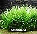 Foto WFW wasserflora Grasartige Zwergschwertpflanze/Echinodorus latifolius im Topf Rezension