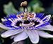 Photo CEMEHA SEEDS - Passionflower Purple Vine Wild Apricot Maypop Indoor Exotic Perennial Flowers for Planting review