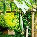 Foto 100 Piezas Semillas De Lufa Sin OGM Heirloom Semillas De Verduras Verdes Colgando Escalada Vid Hogar Jardín Plantar Vegetales Esponja Calabaza revisión