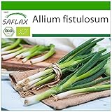 SAFLAX - Ecológico - Cebolla tierna - Ishikura japonés - 150 semillas - Allium fistulosum Foto, nuevo 2024, mejor precio 3,95 € revisión