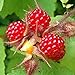 Foto 100 Piezas De Semillas De Frutas Raras Frambuesa/Mora/Fresa/Kiwi Semillas De Frutas Nutritivas Bonsái Semillas de frambuesa revisión