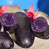 100 schwarz gehäutete lila Fleisch kartoffel samen hohe Keimrate leicht zu wachsen einfach zu handhaben Garten leckere Gemüse pflanzen für den Garten Hausbau Kartoffelsamen Einheitsgröße Foto, neu 2024, bester Preis 0,01 € Rezension