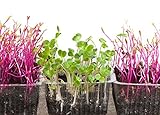 Semillas de germinación - rábano negro - 850 semillas Foto, nuevo 2024, mejor precio 18,00 € revisión