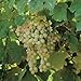 Foto 5 Samen von Vitis labrusca NIAGARA Traubenkernen Rezension