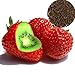Foto FeiyanfyQ 500Pcs Seltene Erdbeer-Kiwi-Samen Süße Frucht Yard Bonsai Garten Balkonpflanze - Kiwi-Erdbeer-Samen Rezension