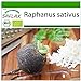 Foto SAFLAX - Ecológico - Rábano - Español Negro - 100 semillas - Con sustrato estéril para cultivo - Raphanus sativus revisión