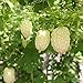 Foto 80Piezas Calabaza Amarga Semillas Especies Raras Calabaza Amarga Blanca Jardín Terraza Patio Decoración Fácil De Cuidar Adecuado Para Plantar Para Principiantes Y Jardineros revisión
