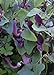 Foto TROPICA - Andalusische Gespensterpflanze (Aristolochia baetica) - 10 Samen Rezension