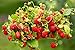 Foto Semillas de fresa fresa regina - Fragaria vesca - 320 semillas revisión